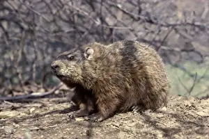 In Shade Prints: Woodchuck / Ground Hog