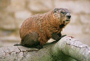 Woodchuck / Groundhog