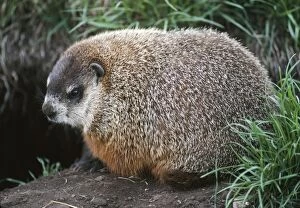 Images Dated 23rd March 2005: Woodchuck / Groundhog Canada