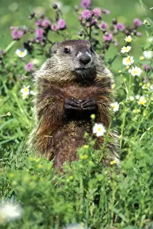 Minnesota Prints: Woodchuck Minnesota, USA MI524