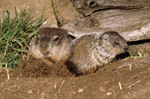 Images Dated 19th August 2009: Woodchuck - mother & young exiting burrow