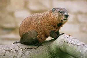 Woodchuck PM 1749 North America Marmota Monax © Pat Morris / ARDEA LONDON