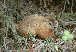Woodchuck SR 3818 Marmota monax ochracea © S. Roberts / ARDEA LONDON