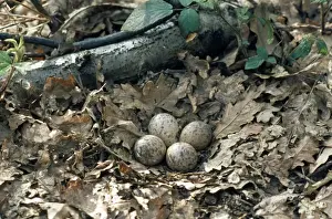 Woodcocks Prints: Woodcock nest with 4 eggs