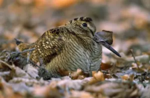 Leaf Litter Prints: Woodcock - resting on woodland floor