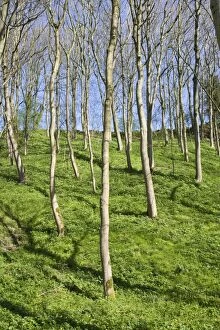 Images Dated 18th April 2007: Wooded Valley in Spring