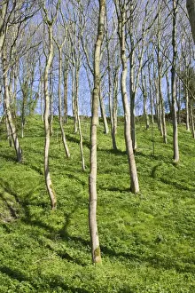 Peak District Prints: Wooded Valley in Spring Peak District Derbyshire UK