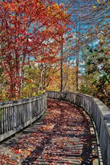 Wooden Prints: Wooden boardwalk in the autumn Date: 26-10-2019