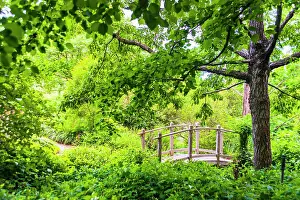 Crossing Prints: A wooden bridge crossing a small creek alongside a dirt path in a very green