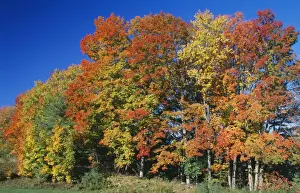 Landscapes Prints: Woodland - Autumn colours, Vermont, New England, USA