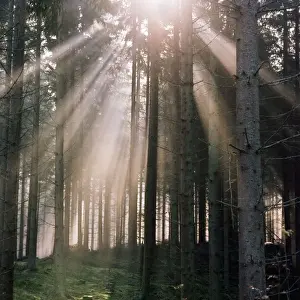Sun Rays Prints: Woodland - autumn forest