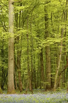 Woodland With Bluebells