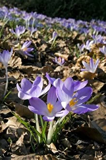 Woodland Crocus - mass flowering -EA³pring - March