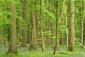 Woodland with fallen tree - Bluebells carpet forest floor