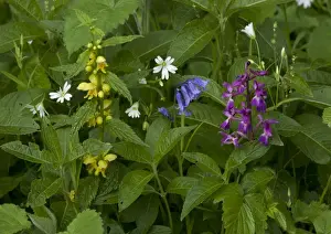 Archangel Prints: Woodland flowers in spring: greater stitchwort (Stellaria holostea)