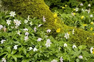 Woodland flowers in spring: Wood anemones (Anemone nemorosa) and goldilocks (Ranunculus auricomus)