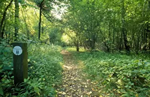 Footpaths Prints: Woodland Footpath - in nature reserve Chilterns, UK