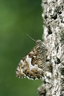 Images Dated 11th August 2006: Woodland Grayling Butterfly - female basking on tree