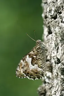 Woodland Grayling Butterfly - female basking on tree