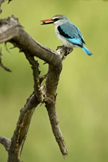 Kingfisher Gallery: Woodland Kingfisher, Halcyon senegalensis