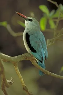 Woodland kingfisher - Perched in dense treecover