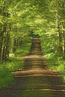 Woodland path with shafts of sunshine