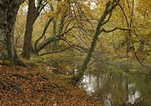 Woodland pond amongst beech trees, in autumn