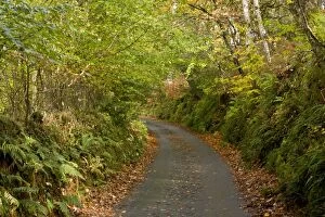 Minor Gallery: Woodland - Quiet minor road through mixed woodland in autumn