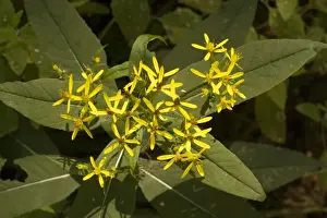 Ragworts Prints: A woodland ragwort (Senecio fuchsii), Germany