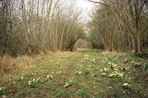 Footpaths Prints: Woodland Ride Caster Hanglands Nature Reserve, UK