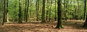 Clearing Prints: WOODLAND - Spring foliage in New Forest