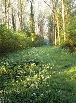 Footpaths Prints: Woodland - spring. Ride in Lower Wood Ancient Woodland Reserve, Gloucestershire, UK