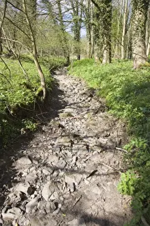 Drought Prints: Woodland Stream Dried up in April 2007 Peak District Derbyshire UK
