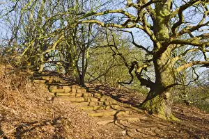 Step Prints: Woodland walk - The Lodge RSPB Nature Reserve - Sandy - Bedfordshire - UK