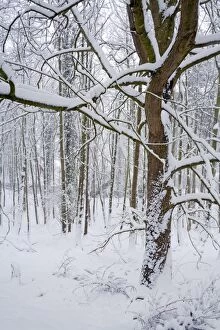 Woodland in winter snow