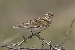 Images Dated 15th March 2008: Woodlark