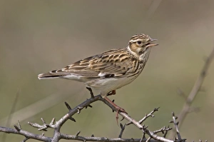 Images Dated 15th March 2008: Woodlark