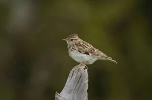 Images Dated 17th May 2006: Woodlark - adult, May
