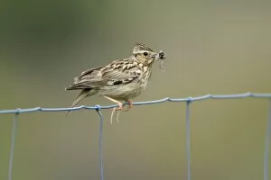 Images Dated 13th April 2008: Woodlark - on fence, showing hind claws or spurs