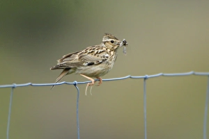 Images Dated 13th April 2008: Woodlark - on fence, showing hind claws or spurs