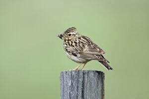 Images Dated 13th April 2008: Woodlark - with food in beak