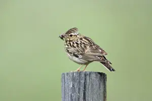 Woodlark Prints: Woodlark - with food in beak, Alentejo, Portugal