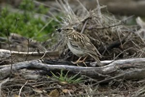 Images Dated 9th April 2007: Woodlark - with food in beak, Extremadura, Spain