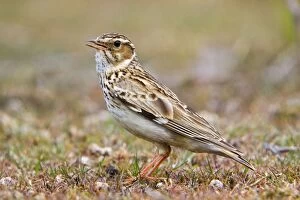 Images Dated 30th May 2010: Woodlark - on the ground - Suffolk
