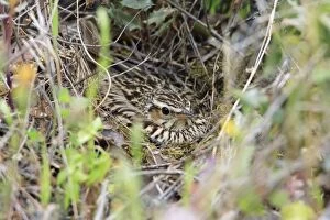 Woodlark - on nest