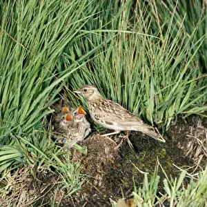 Hiding Prints: Woodlark - at nest with young