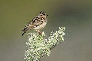 Images Dated 14th April 2008: Woodlark - perched on lichen covered branch, Alentejo, Portugal