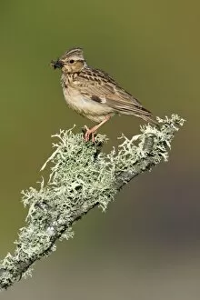 Woodlark - perched on lichen covered branch
