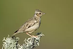 Images Dated 15th April 2008: Woodlark - perched on lichen covered branch, Alentejo, Portugal