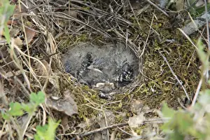 Woodlark Prints: Woodlark - young chicks in nest, Alentejo, Portugal